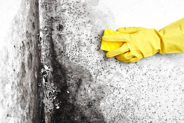 Best Emergency Mold Remediation in Mission, TX