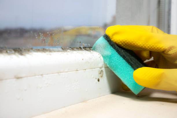 Best Basement Mold Remediation in Mission, TX
