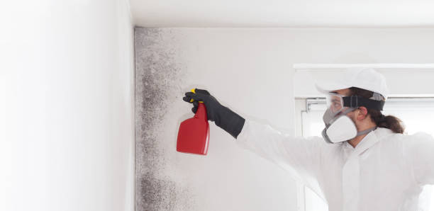 Best Industrial Mold Remediation in Mission, TX