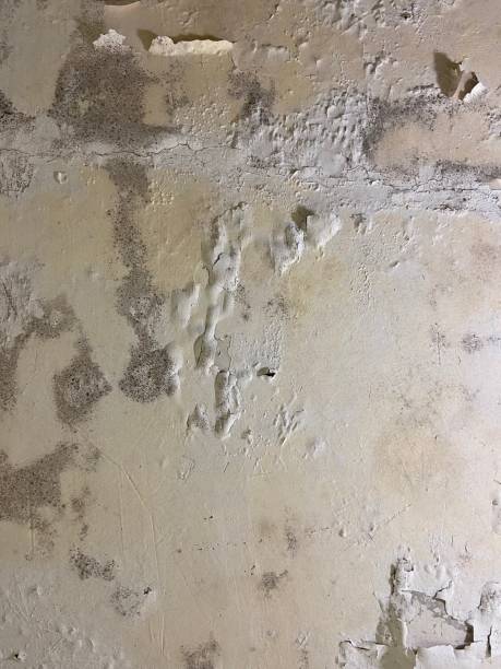 Best Attic Mold Remediation in Mission, TX