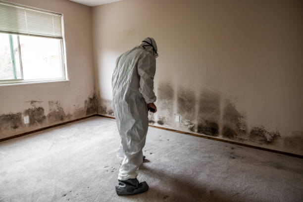 Best Insurance-Related Mold Remediation in Mission, TX