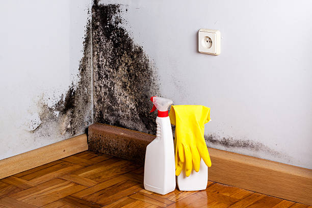 Mission, TX Mold Remediation Company