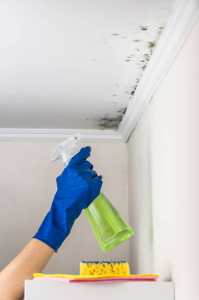 Best Residential Mold Remediation in Mission, TX
